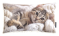 Preview: Magma gefülltes Kissen Pets 'Cat' 30 x 50 cm Natur